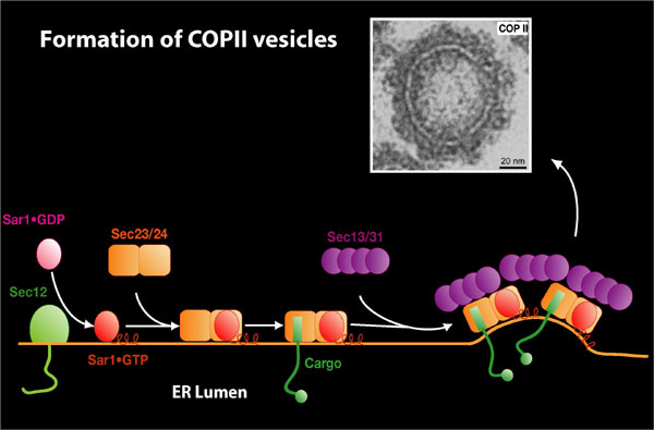 Formation of COPII vesicles